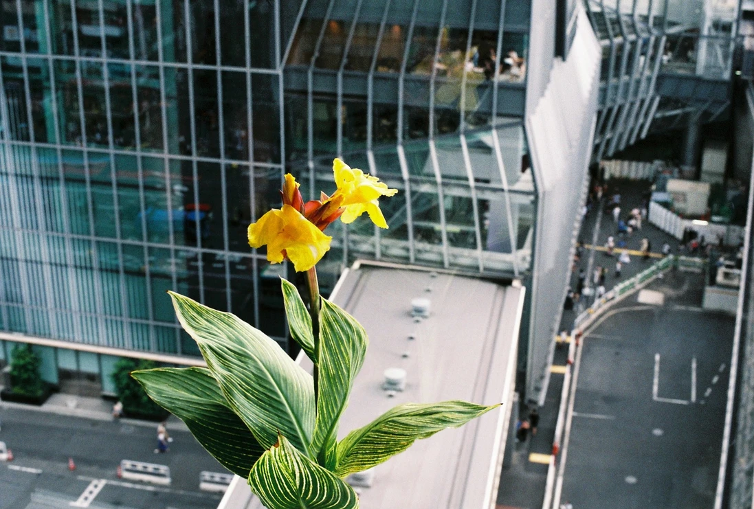 東京にカンナの花を添える