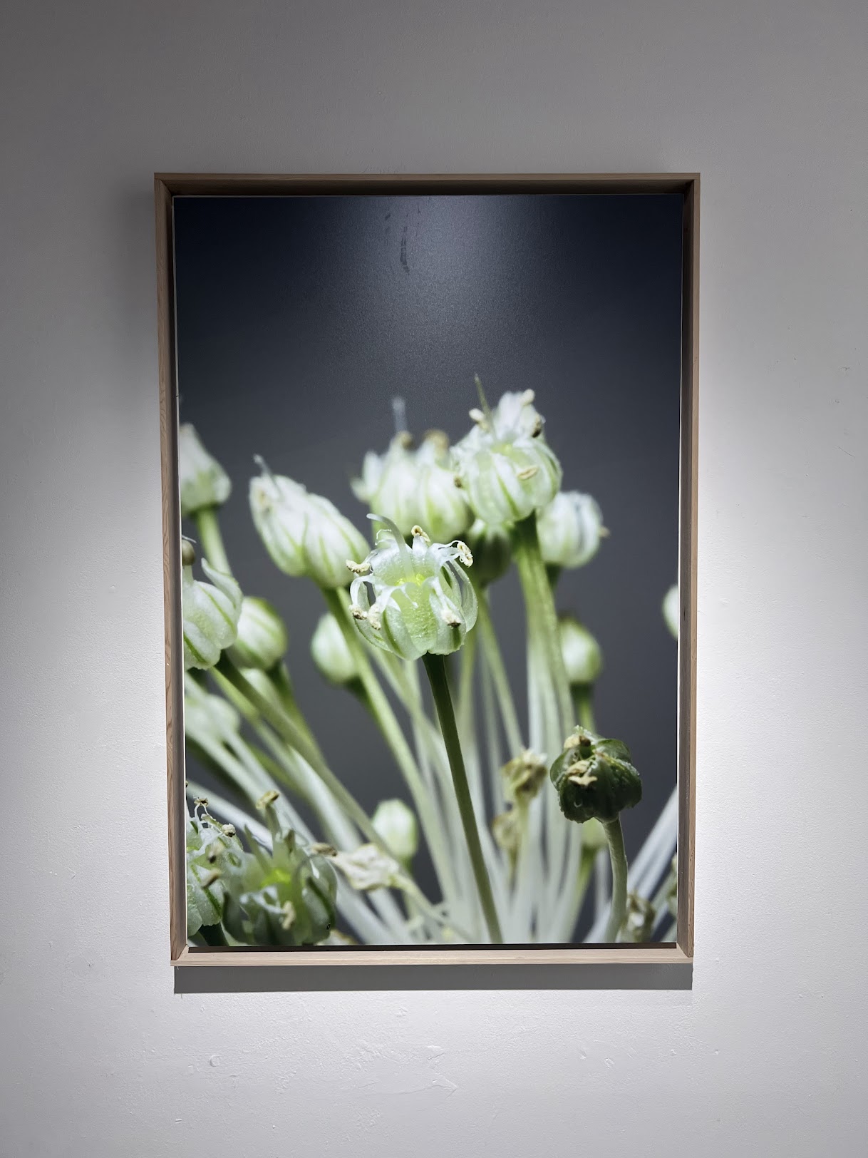 『Filial 1 hybrid “Allium sativum” 2022』